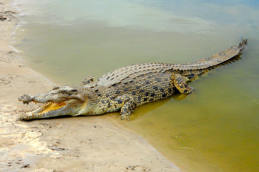 Krokodil napao četrnaestogodišnjaka na plaži u Australiji