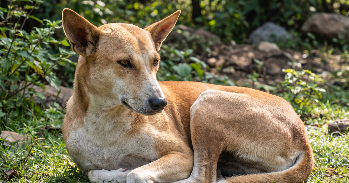 Kujica Kali žrtvovala život i spasila više od 30 djece od otrovne zmije