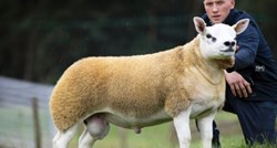 Ovo je najskuplja ovca na svijetu, prodana je za više od 3 milijuna kuna