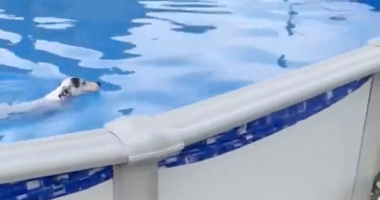 Psić se okupao u bazenu pa pronašao tajni izlaz iz vode