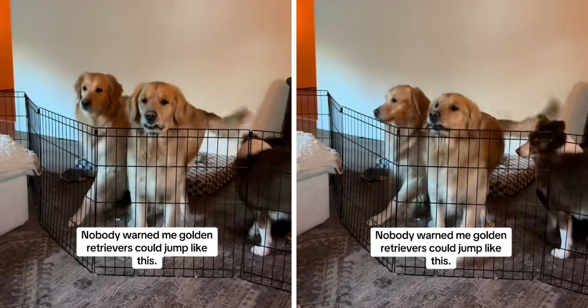 VIDEO Zlatni retriver naučio impresivan trik i iznenadio vlasnicu