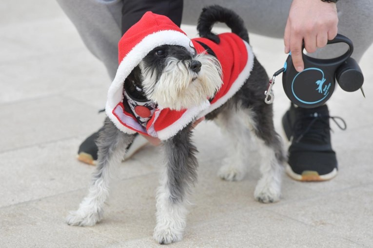 FOTO Simpatični šnaucer Emil ukrao pažnju prolaznika u Šibeniku. Jasno je zašto