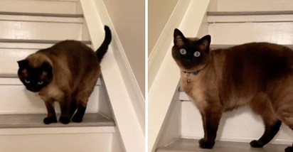 Vlasnici su se iznenadili kada su otkrili zašto njihov mačak stalno gleda u zid