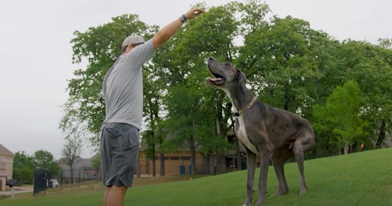 Guinnessova knjiga rekorda ovog psa proglasila je najvišim na svijetu
