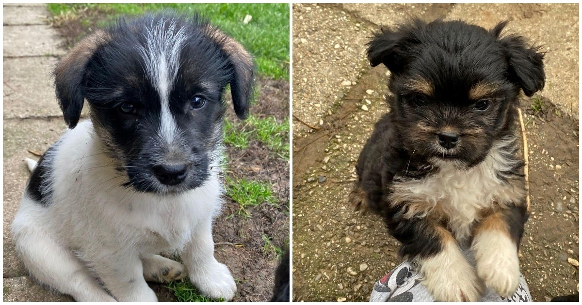 Netko je napustio ovih pet štenaca, volonterka skloništa ih našla i othranila na dudu