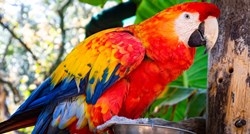 Znanstvenici naučili papige kako koristiti videopozive