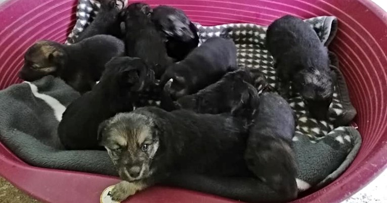 Tužni podaci iz skloništa u Velikoj Gorici, u jednom danu im je došlo čak 11 pasa