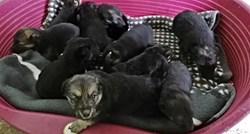 Tužni podaci iz skloništa u Velikoj Gorici, u jednom danu im je došlo čak 11 pasa