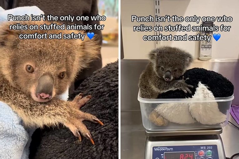 VIDEO Rafa, koala siroče, ne odvaja se od svoje plišane mame