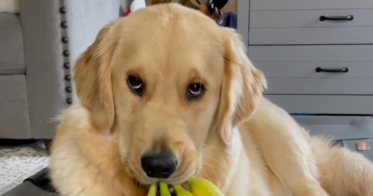 Retriverica ukrala banane pa se pravila da nema pojma o čemu se radi