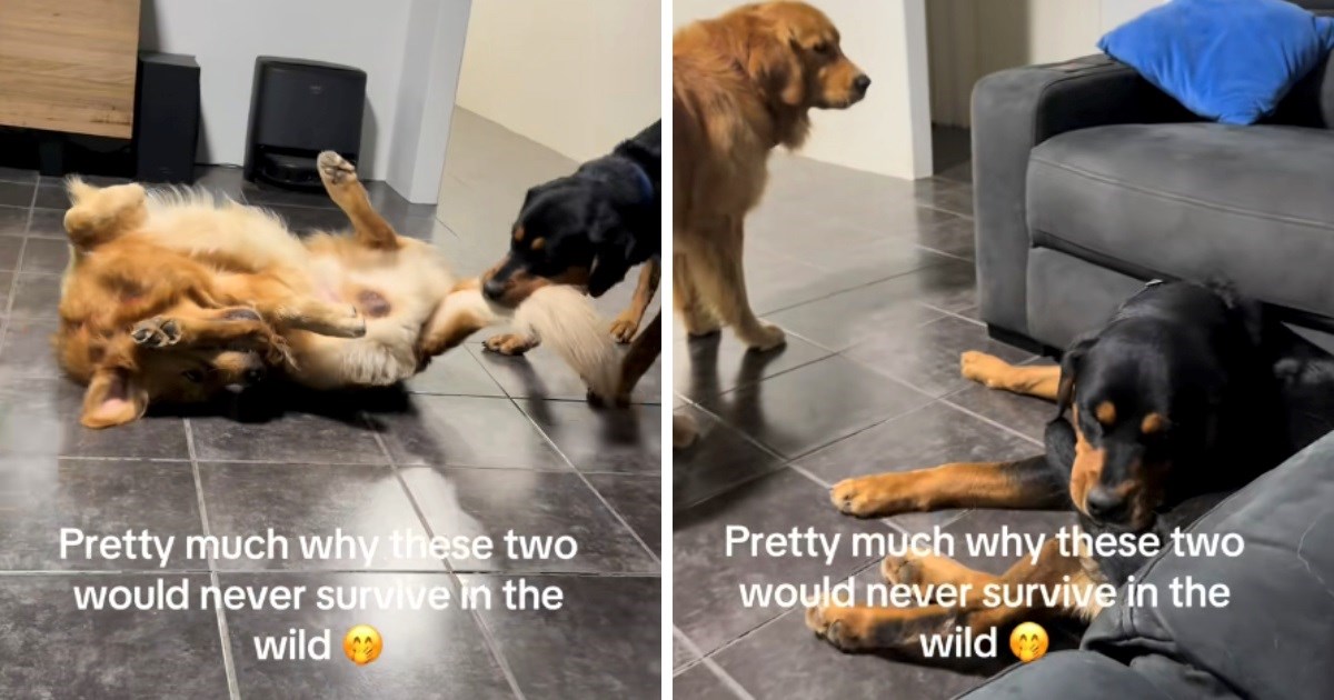 Žena snimila šaljiv video svojih pasa: "Evo zašto oni ne bi preživjeli u divljini"