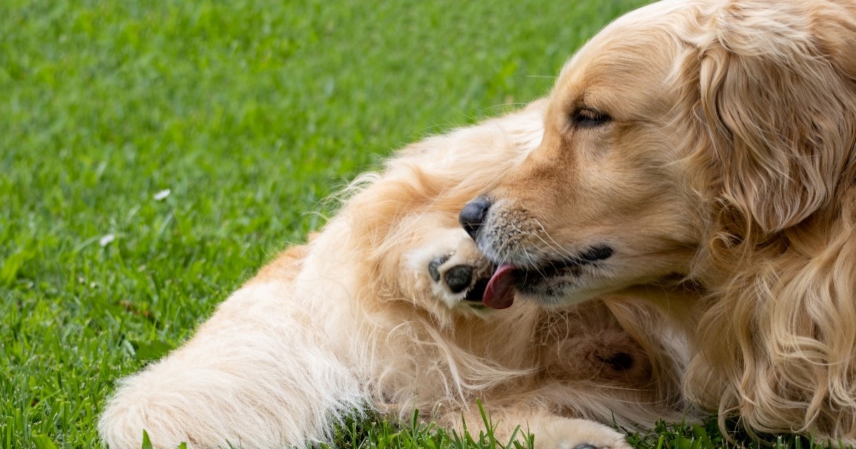 Zašto psi neprestano ližu šape? Stručnjaci otkrili zabrinjavajuć razlog