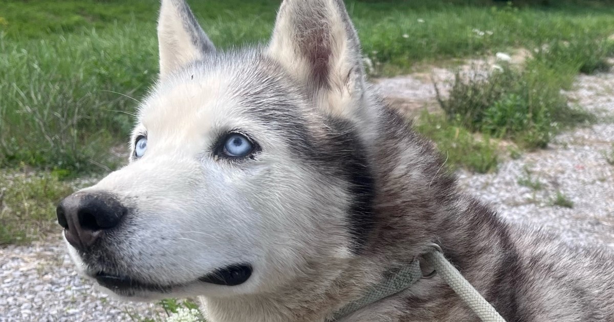 Lobo traži dom: Haski u zlatnim godinama čeka svoju priliku za sreću