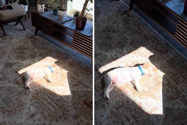 Maleni maltezer ima preslatku naviku, pogledajte njegov urnebesan ritual