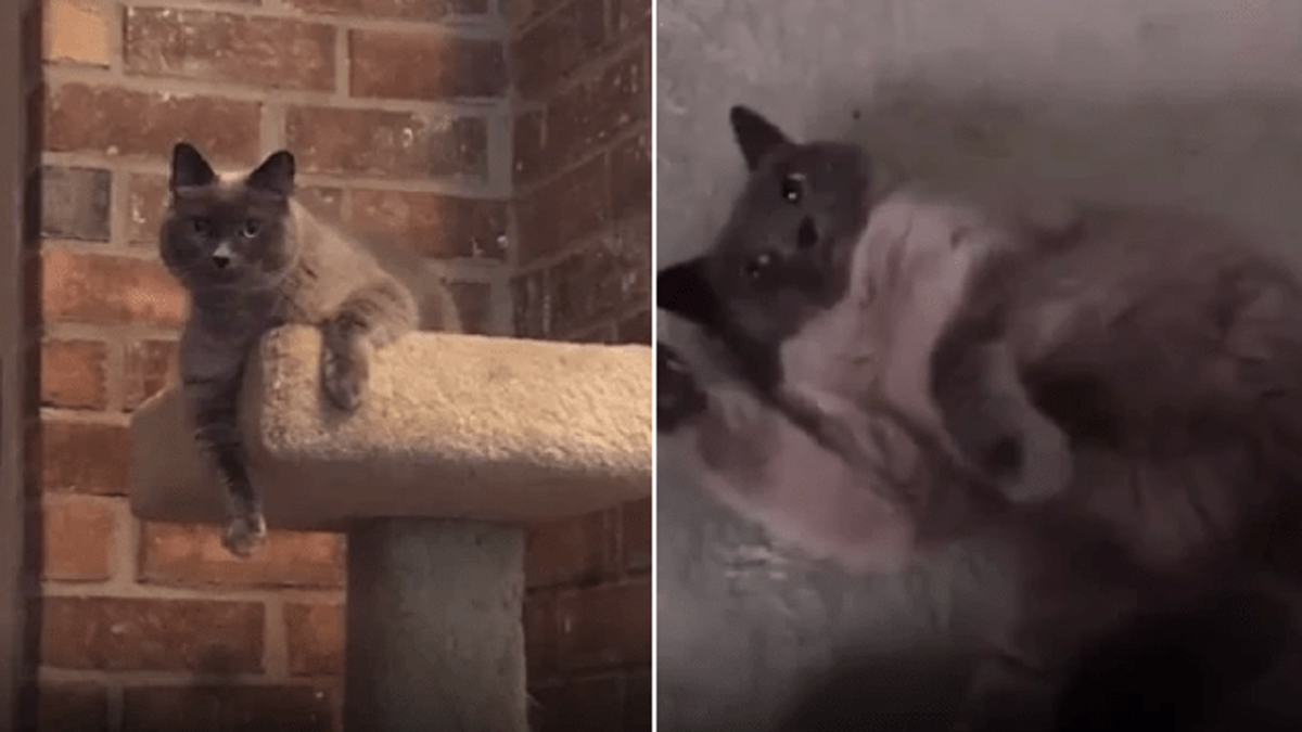 Umjesto da je cijepi protiv bjesnoće, veterinar slučajno eutanazirao mačku