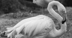 Uginuo je 75-godišnji flamingo Ingo, najstariji stanovnik berlinskog Zoološkog vrta