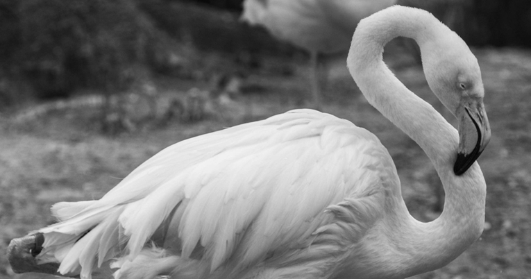 Uginuo je 75-godišnji flamingo Ingo, najstariji stanovnik berlinskog Zoološkog vrta