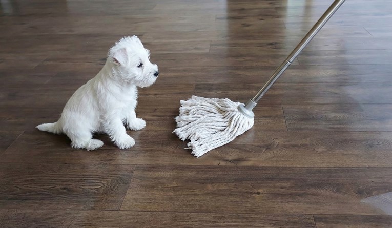 Psi i mačke stalno su na podu. Evo što mnogi vlasnici rade pogrešno