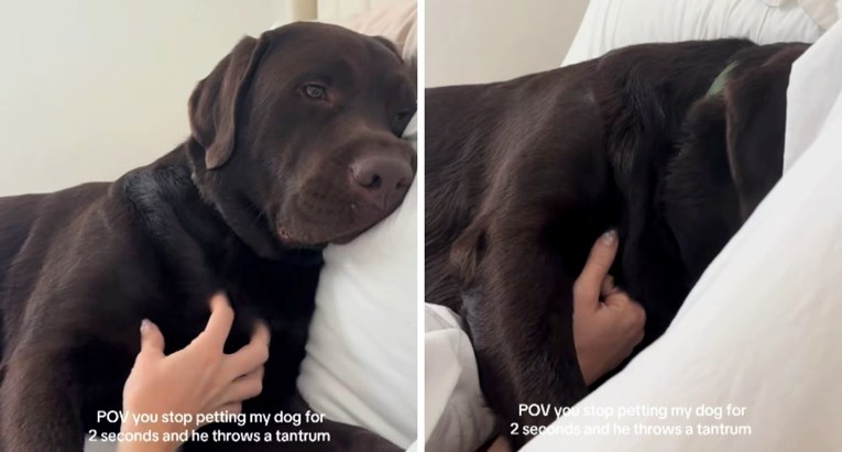 VIDEO Pas ima izljev bijesa ako ga vlasnica prestane maziti na "dvije sekunde"