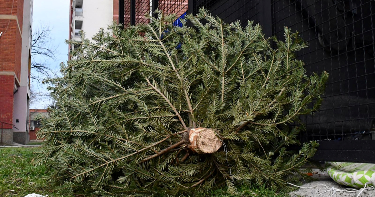Mladići iščupali božićnu jelku iz ležišta u Varaždinu. Jedan ju vukao po ulici