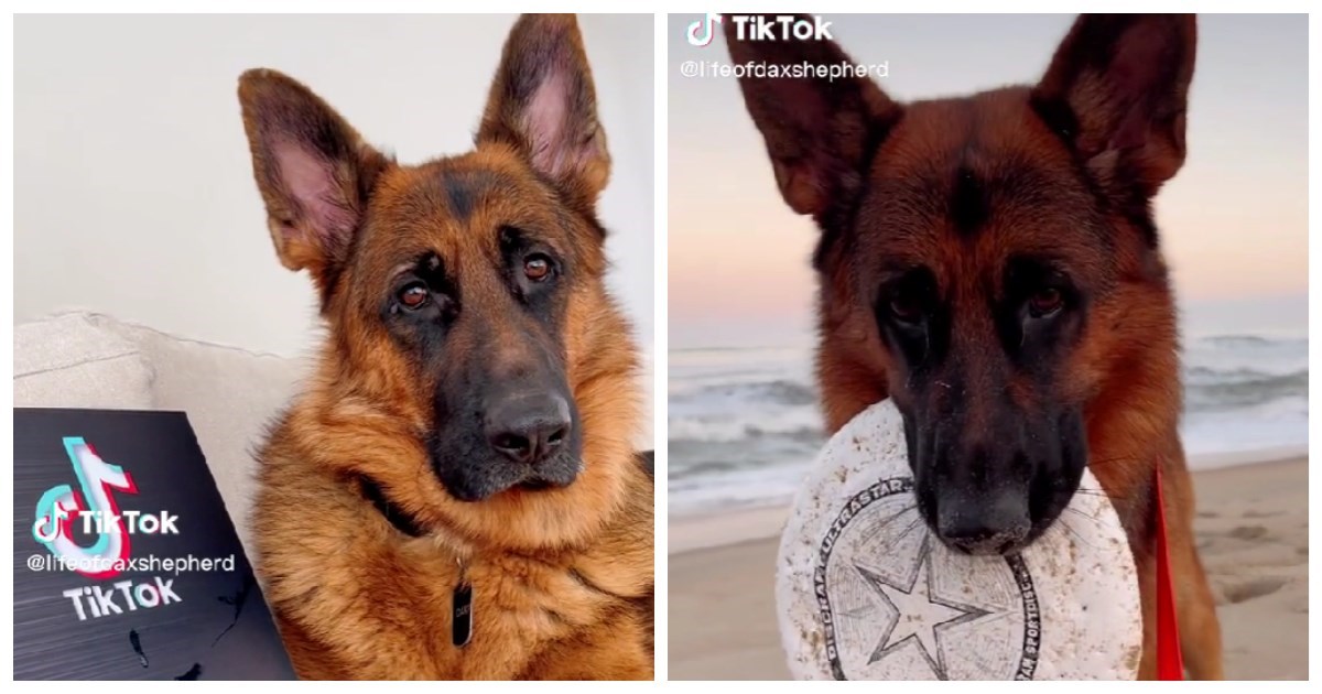 Tko ga ne bi pratio? Dax The Shepherd je pas influencer i radi najsmješnije face ikad