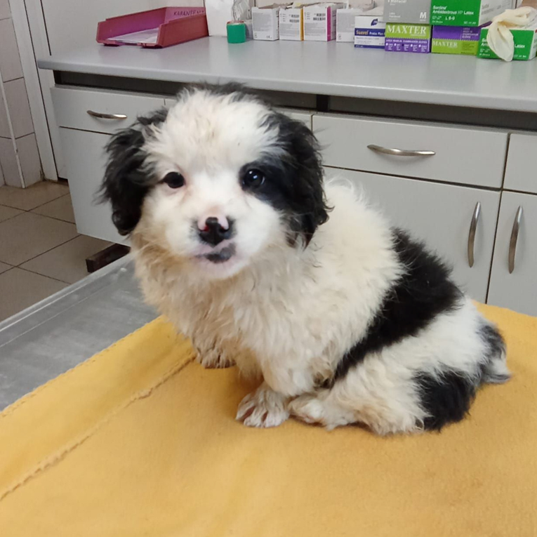 Ovo je Riki. Ima dva mjeseca, presladak je i traži dom