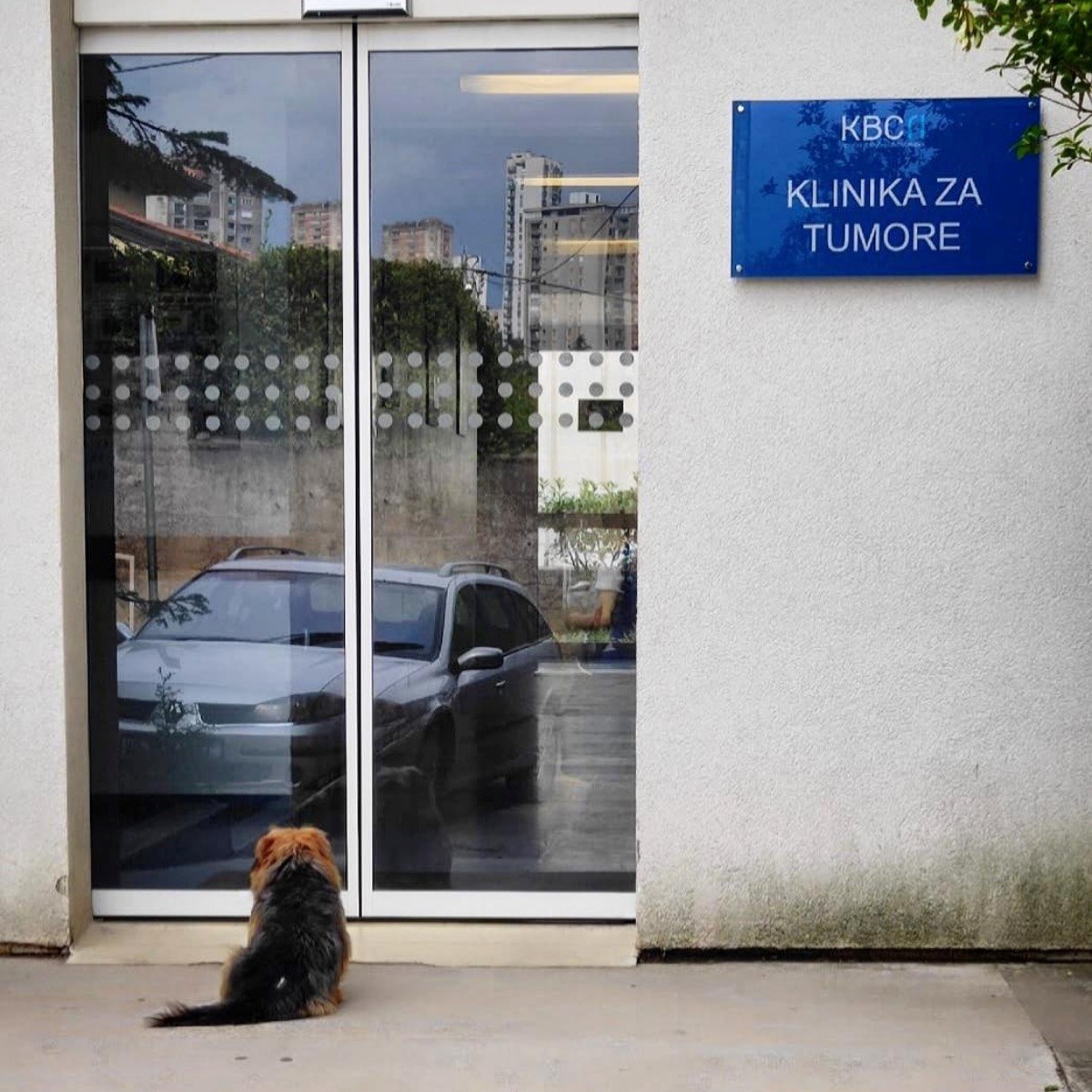 Ispred riječke bolnice pas čeka vlasnika: Ljubav koja se ne može objasniti riječima