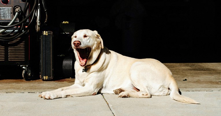 Veterinar otkriva zašto psi zijevaju (nije uvijek zbog umora)