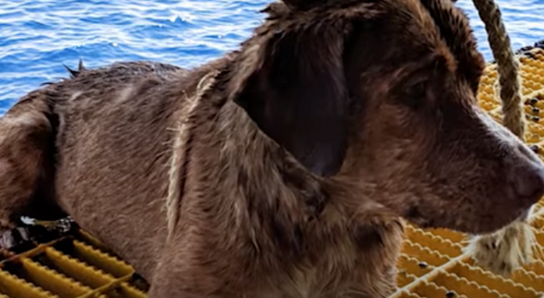 Radnici naftne platforme ugledali psa 200 km od obale, evo što je bilo s njim
