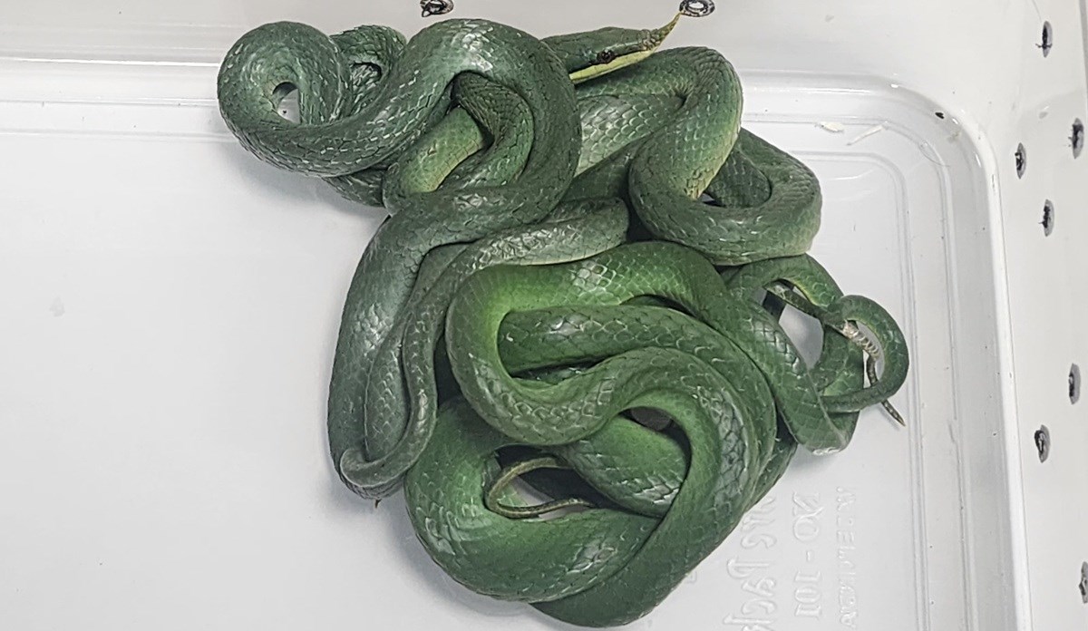 U Indiji na aerodromu putniku u torbi pronašli 16 živih zmija