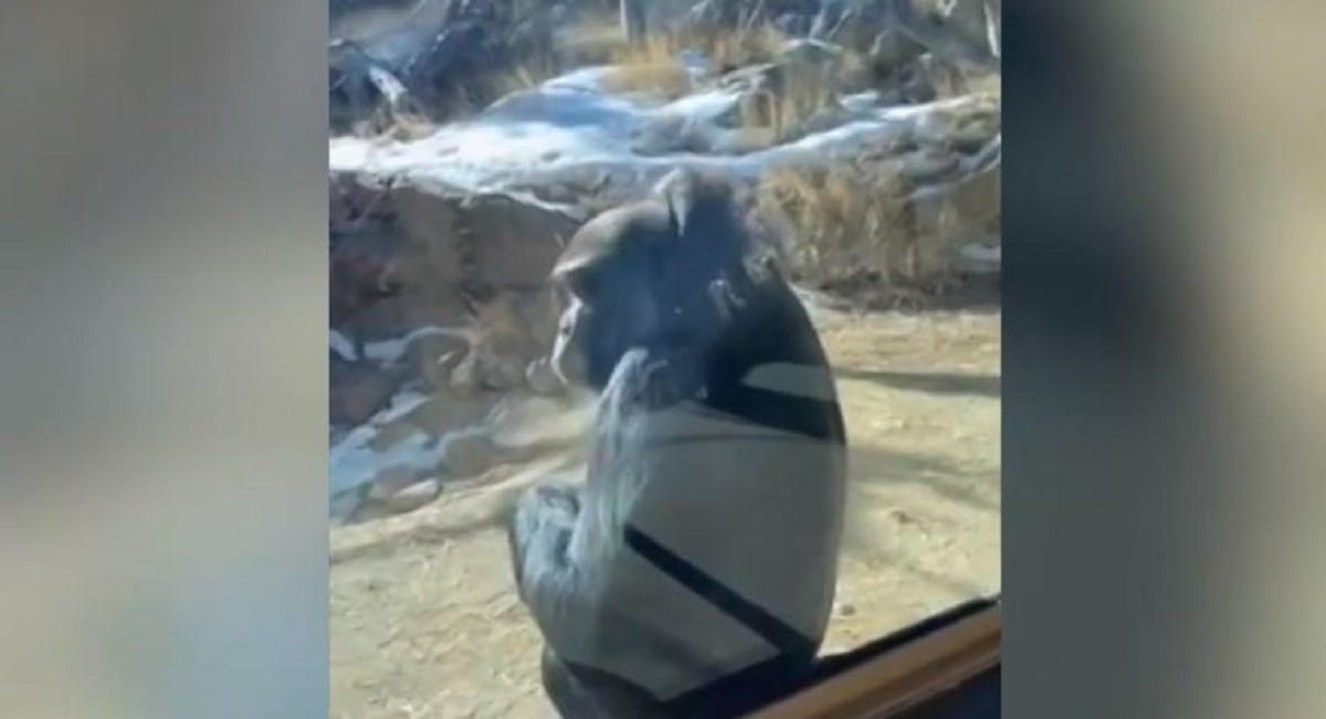 Snimka gorile postala hit, snimatelj nije mogao vjerovati što je napravio primat