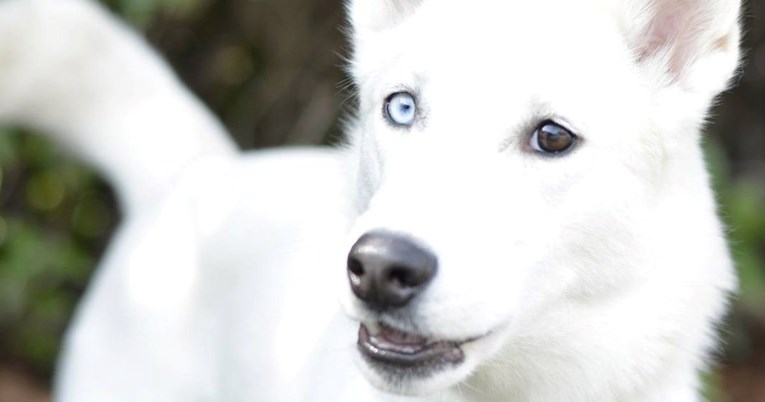 Snowy je razigrana križanka haskija, traži ozbiljne udomitelje koji je neće napustiti