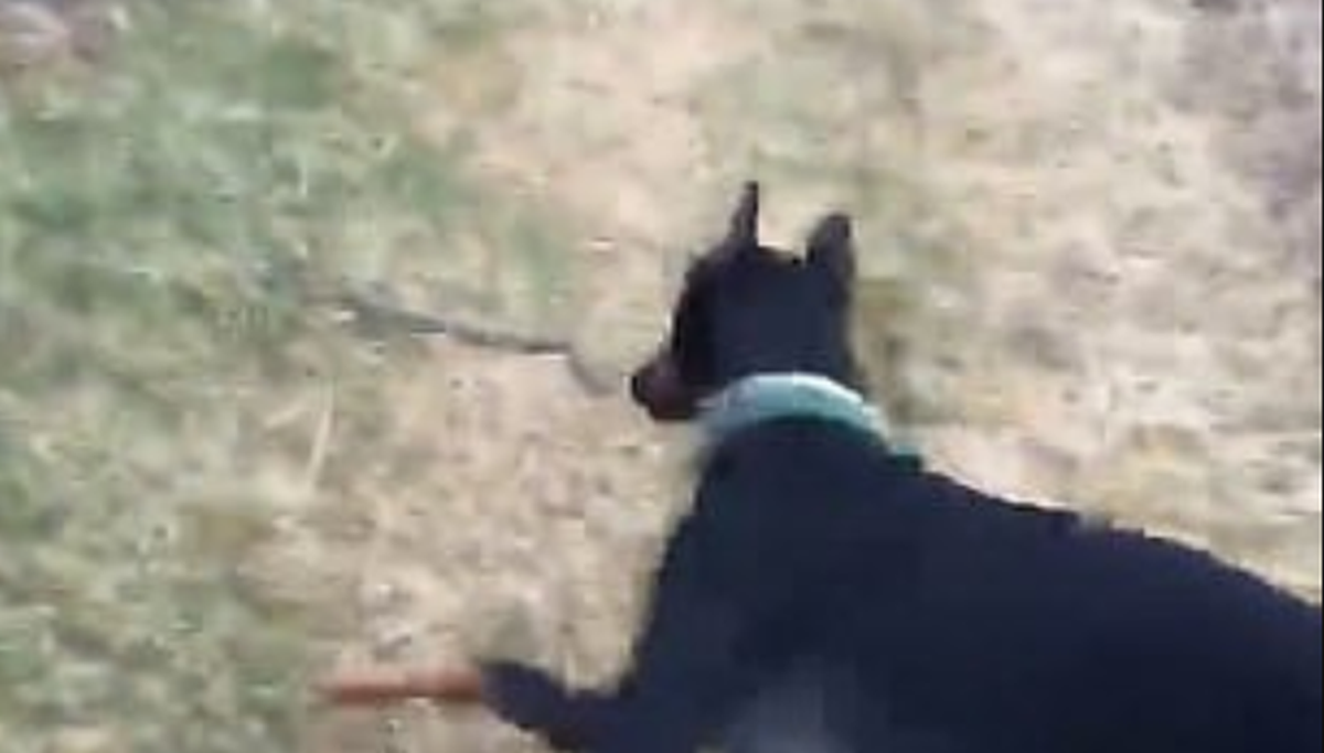 Zbog onog što je napravio sa zmijom, doberman postao heroj interneta