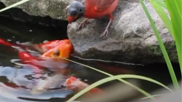 Ova divna crvena ptica posjećuje dvorište kuće kako bi nahranila ribice