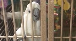Ljubomorni papagaj je učinio nešto urnebesno samo da bi bio u centru pažnje