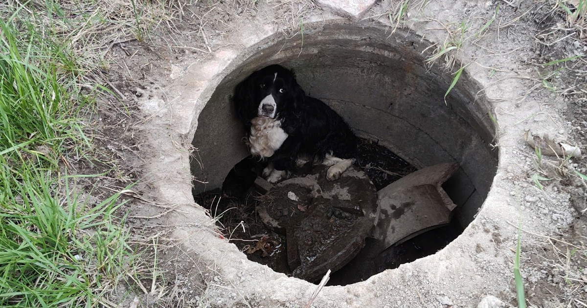 Zapaljeni automobil doveo do &#x10D;uda: Vatrogasci spasili psa koji se tra&#x17E;io 34 dana