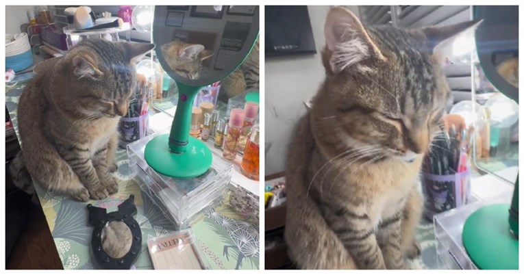 VIDEO Vlasnica se šminkala u četiri ujutro, mačak se trudio ostati budan