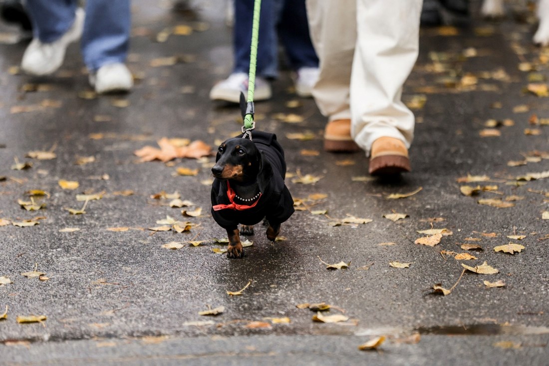 PETA želi kazniti ljude koji ne šeću pse 3 puta dnevno, vlasnici bijesni: "Nerealno"