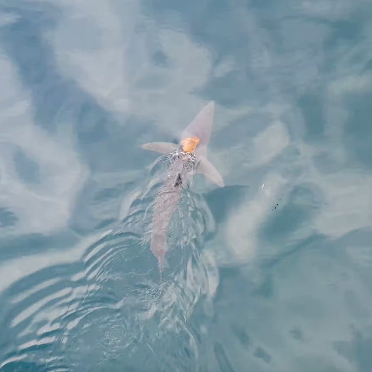 VIDEO Hobotnica skočila na morskog psa i provozala se na njegovim leđima