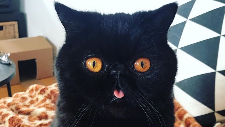 Ovaj mačak oduševljava svojim jedinstvenim izgledom: "On je simbol Noći vještica"