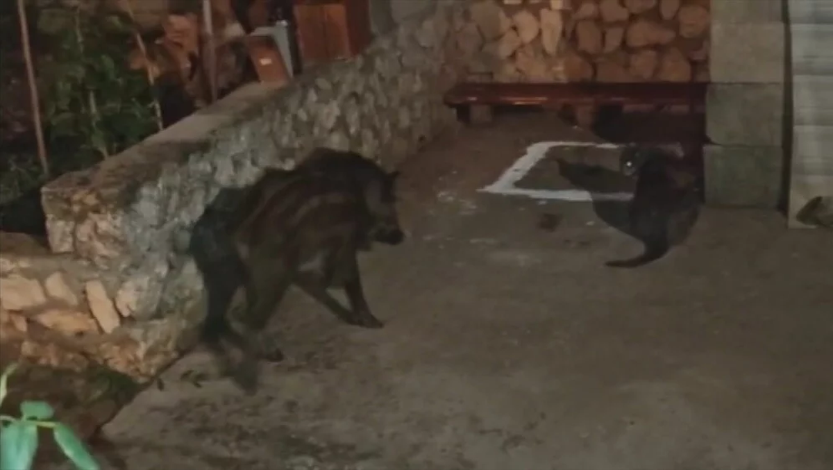 Stanovnici Molata i Dugog otoka u strahu su od divljači