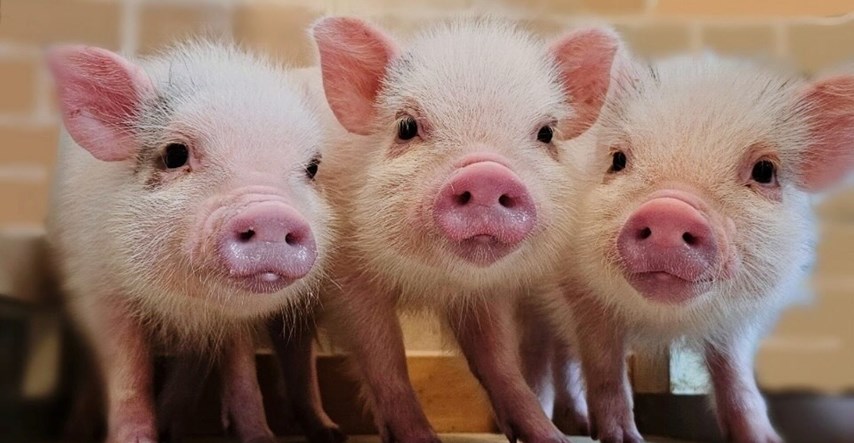 U Japanu postoji nekoliko kafića s patuljastim svinjama, nevjerojatno su umiljate