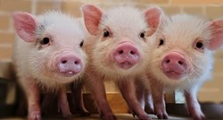 U Japanu postoji nekoliko kafića s patuljastim svinjama, nevjerojatno su umiljate