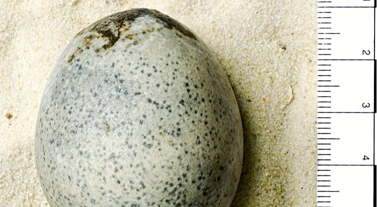 U jajetu starom 1700 godina nađena tekuća unutrašnjost