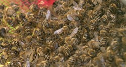 Zašto su uginuli milijuni pčela u Međimurju?