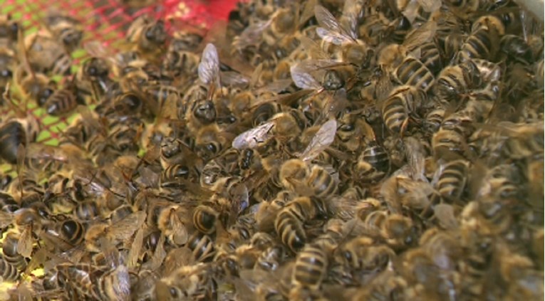 U Međimurju milijune mrtvih pčela skupljaju lopatama. Ovo bi mogao biti razlog pomora