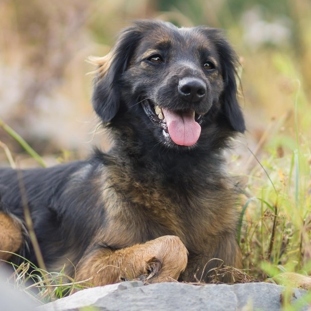 Veterinarka ovih pet pasmina pasa preporučuje onima koji prvi put nabavljaju ljubimca