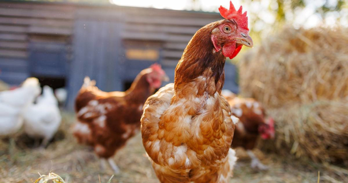 Na jugu Njemačke ilegalno klali piliće u dvorištu pa nožem prijetili policajcima