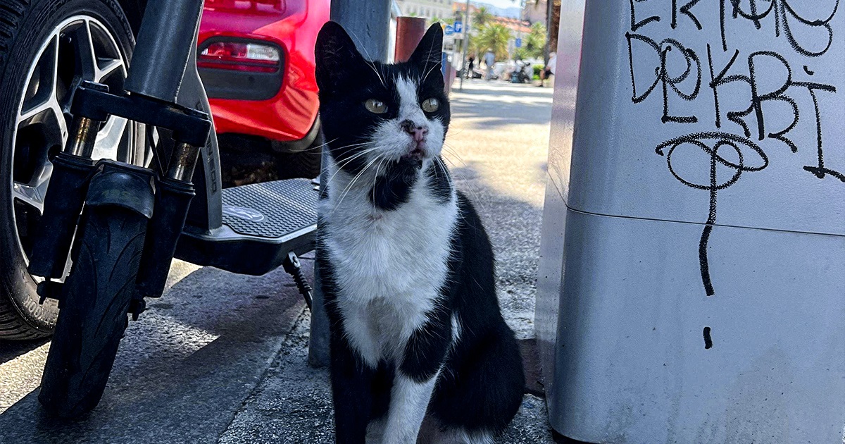 Ovo je najpopularniji splitski mačak. Domaći ga vole, a turisti traže na Google karti