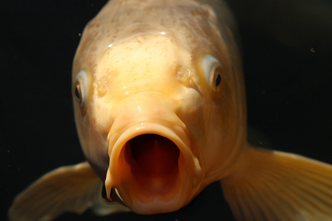 KVIZ Koliko zapravo znate o ribi? Većina odraslih pada na ovom testu